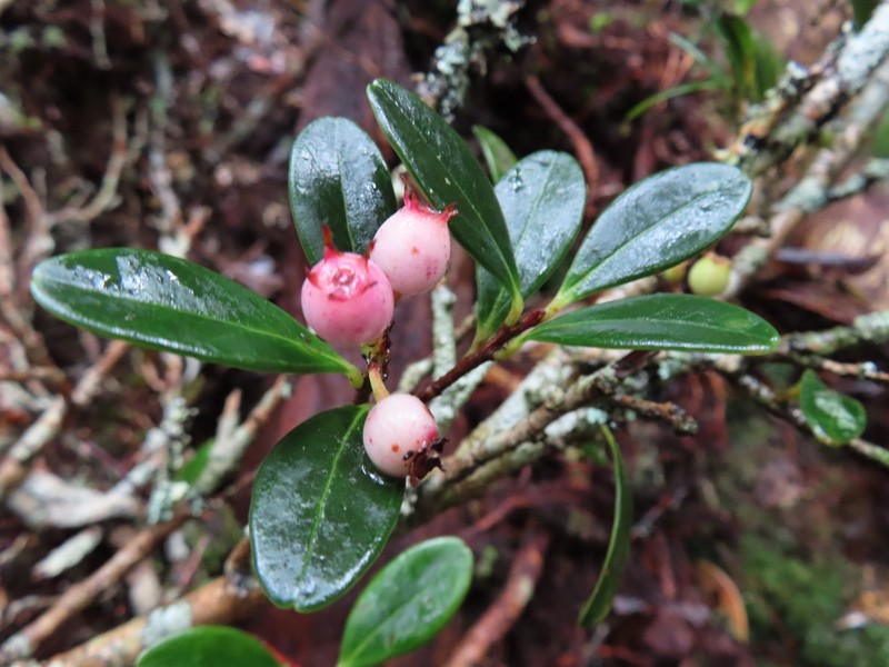 Vaccinium emarginatum photo 8