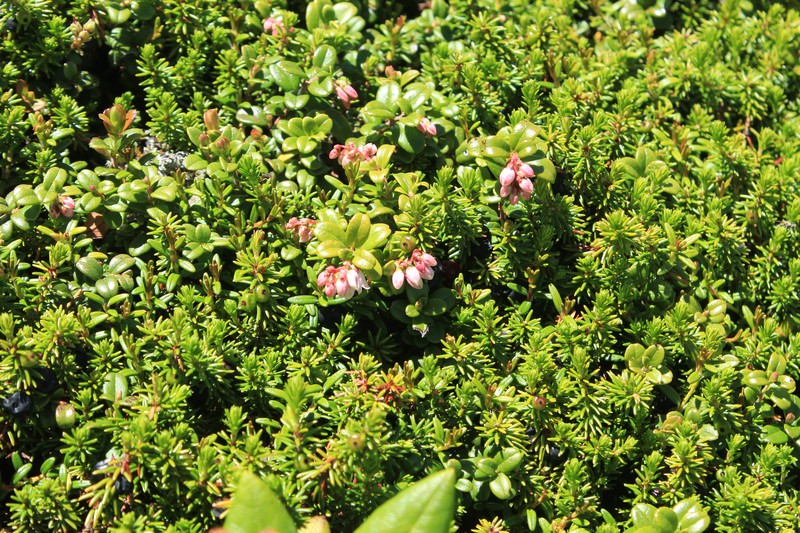 Vaccinium empetrum photo 2