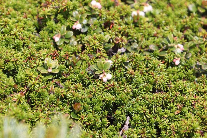 Vaccinium empetrum photo 3