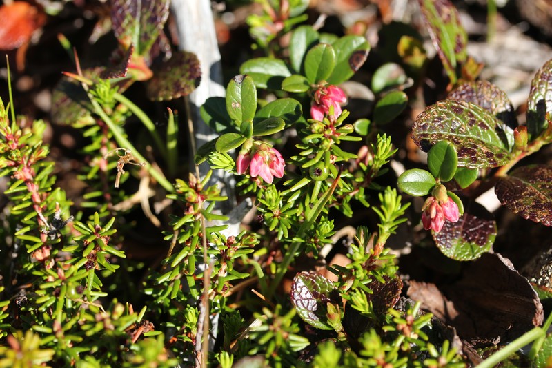 Vaccinium empetrum photo 4
