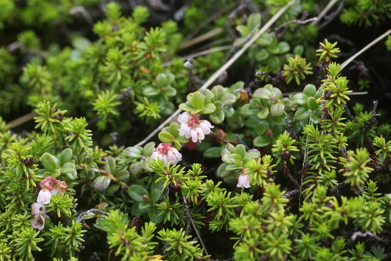 Vaccinium empetrum photo 5
