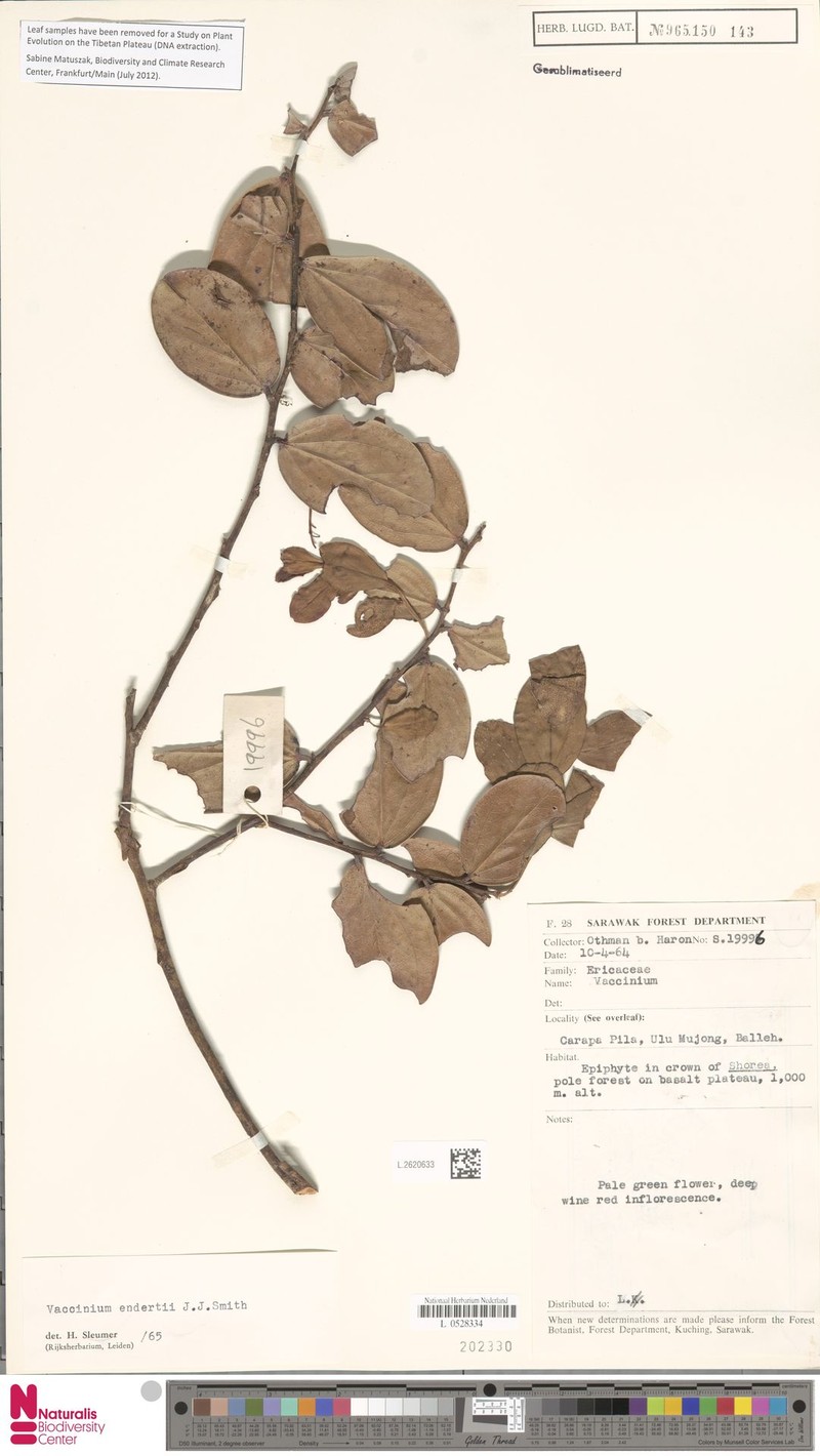 Vaccinium endertii photo 2