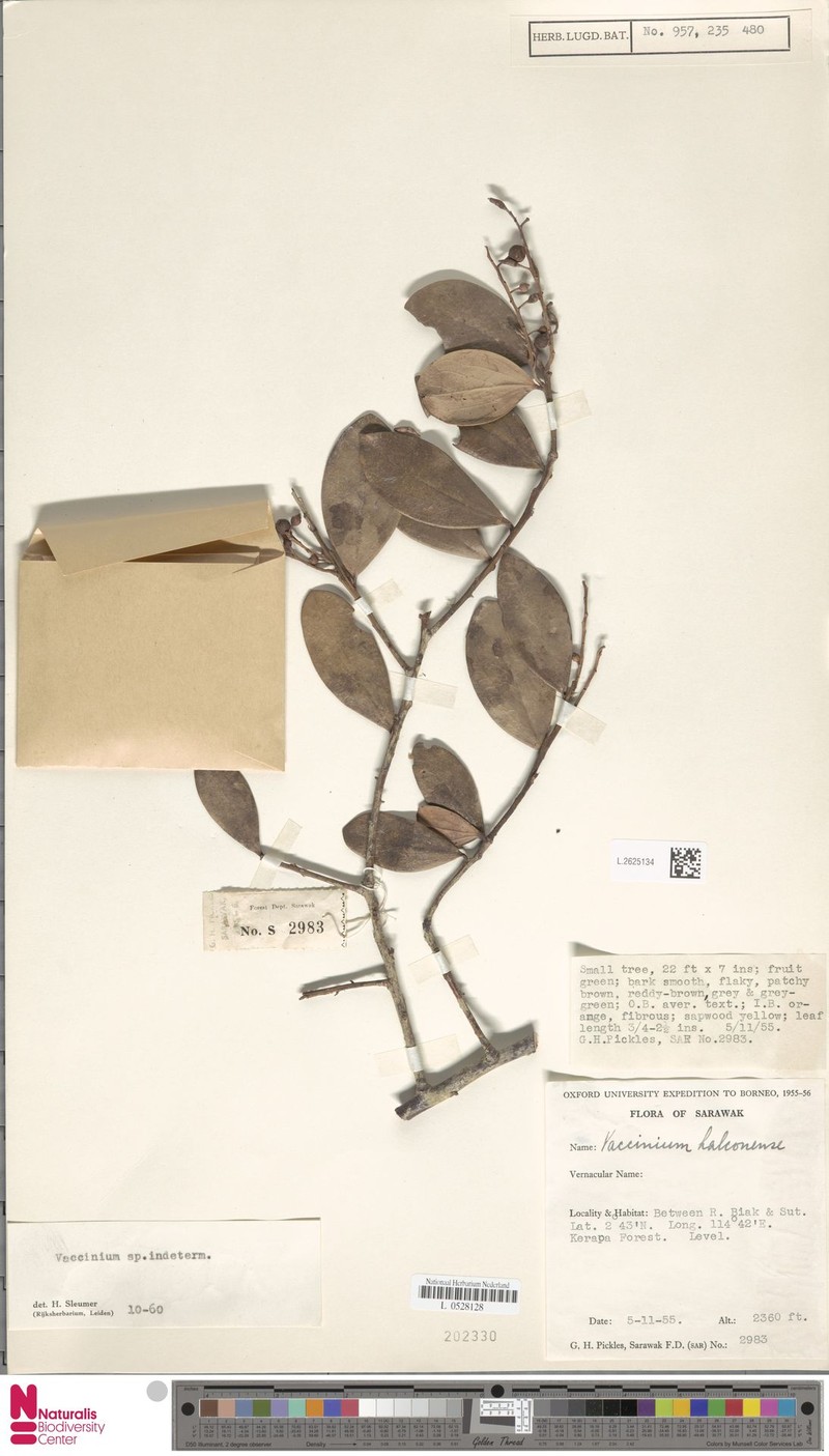 Vaccinium endertii photo 3