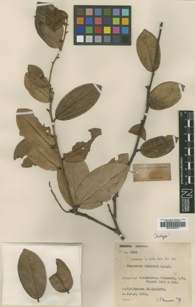 Vaccinium endertii photo 4