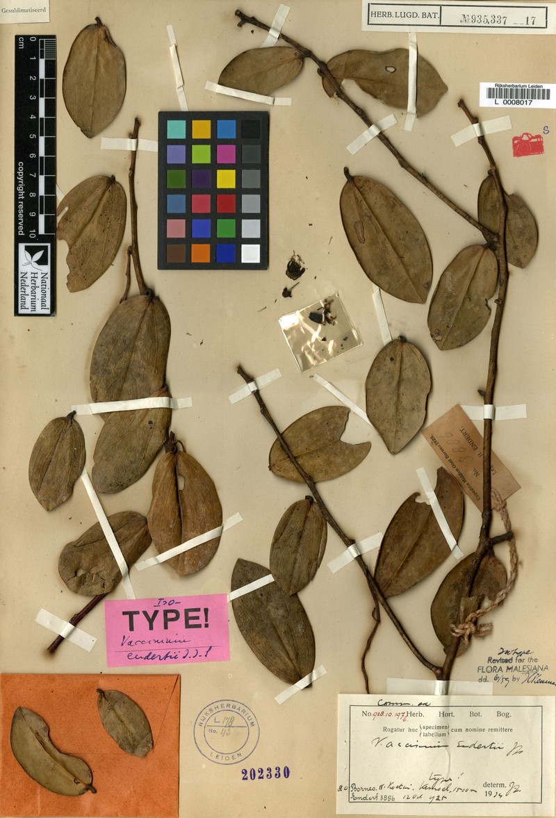Vaccinium endertii photo 5
