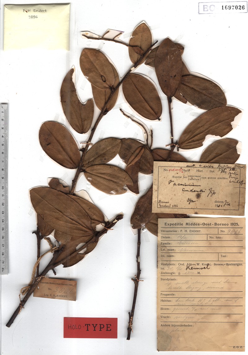 Vaccinium endertii photo 6