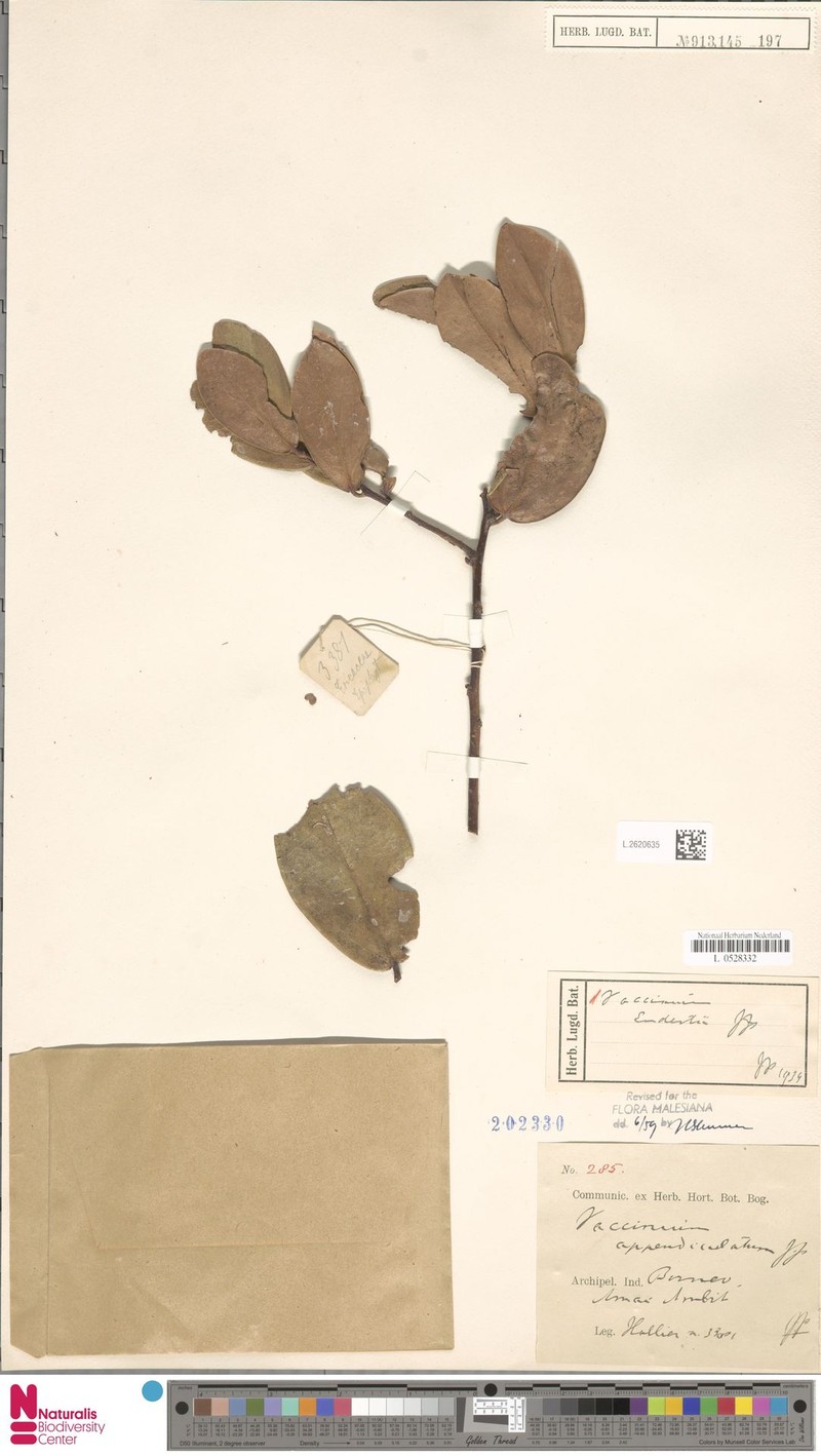 Vaccinium endertii photo 7