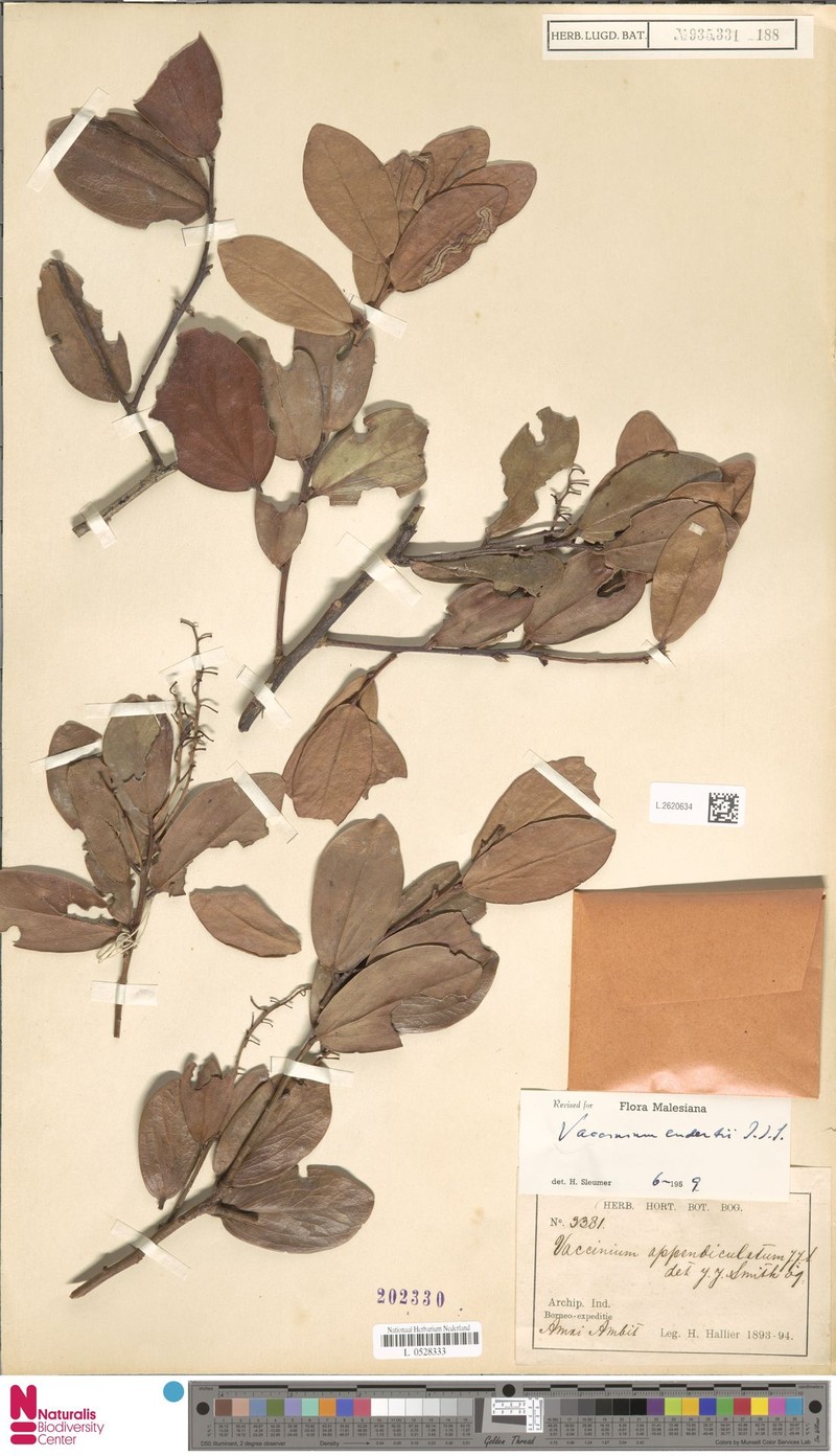 Vaccinium endertii photo 8