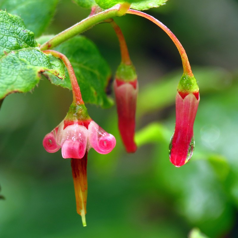 Southern Mountain Cranberry photo 4