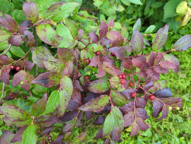 Southern Mountain Cranberry photo 6