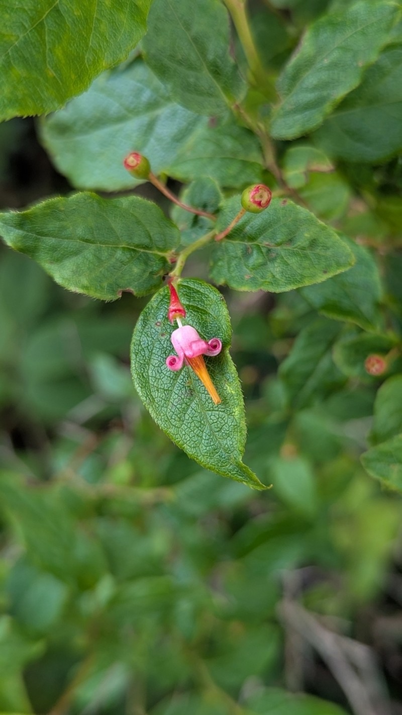 Southern Mountain Cranberry photo 7
