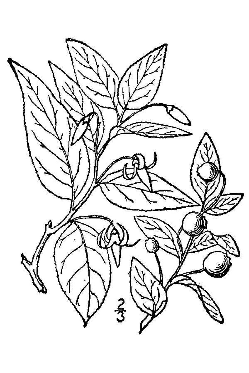 Southern Mountain Cranberry photo 2