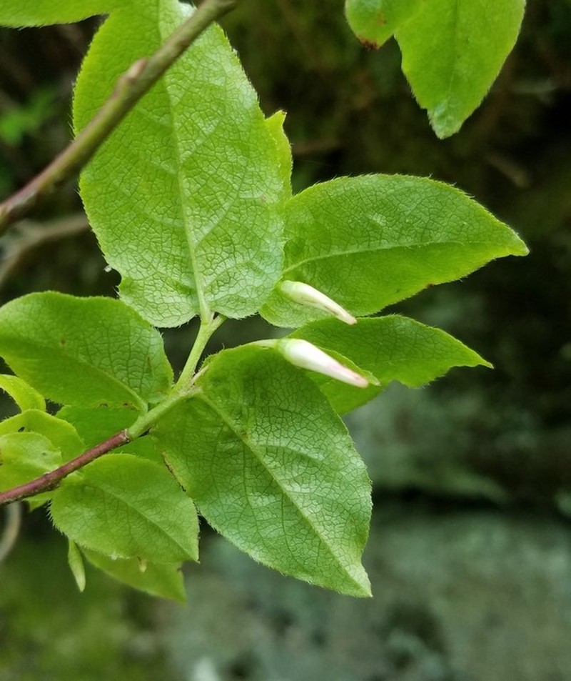 Southern Mountain Cranberry