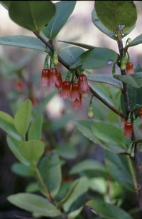 Vaccinium euryanthum