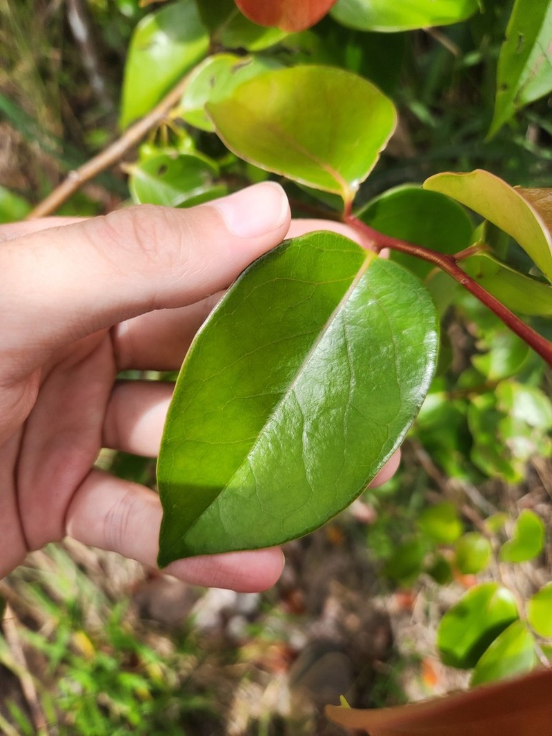 Vaccinium euryanthum photo 2