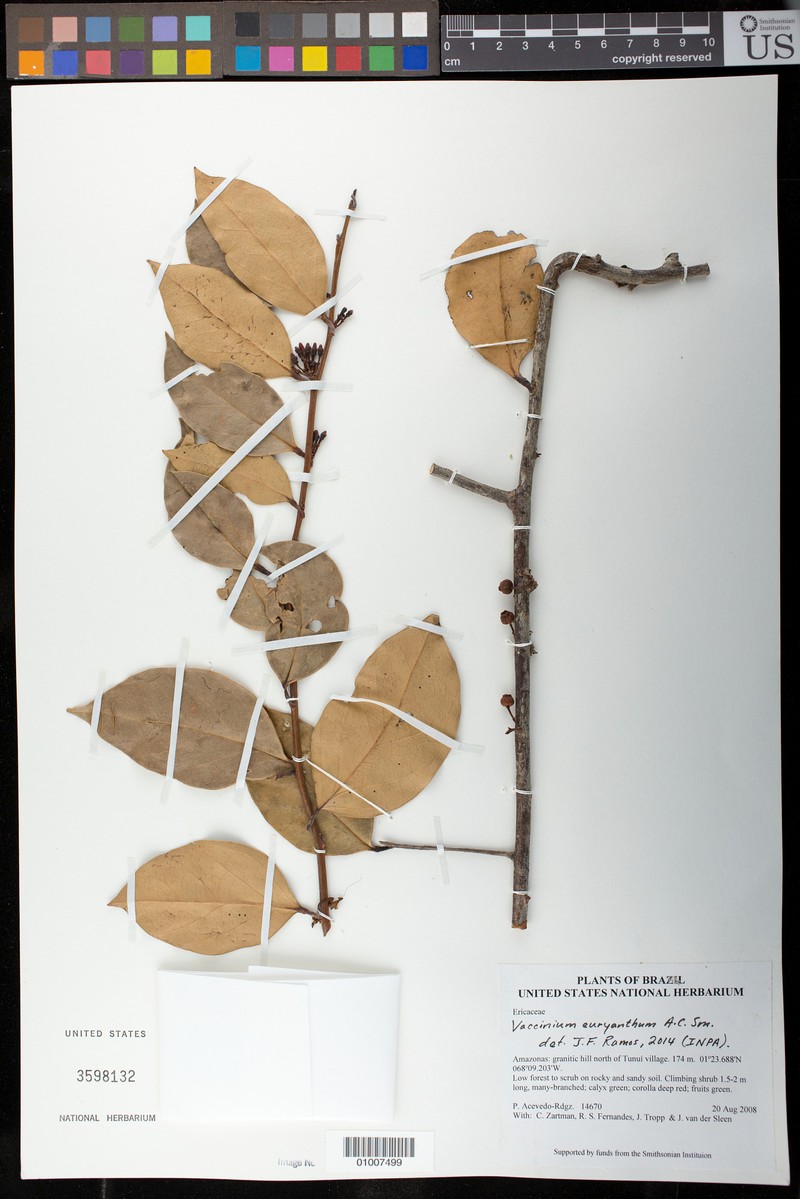 Vaccinium euryanthum photo 3
