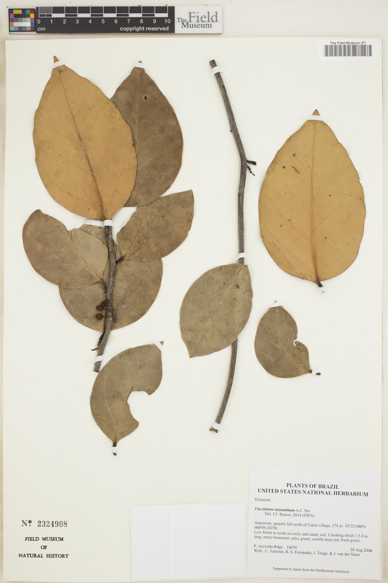 Vaccinium euryanthum photo 4