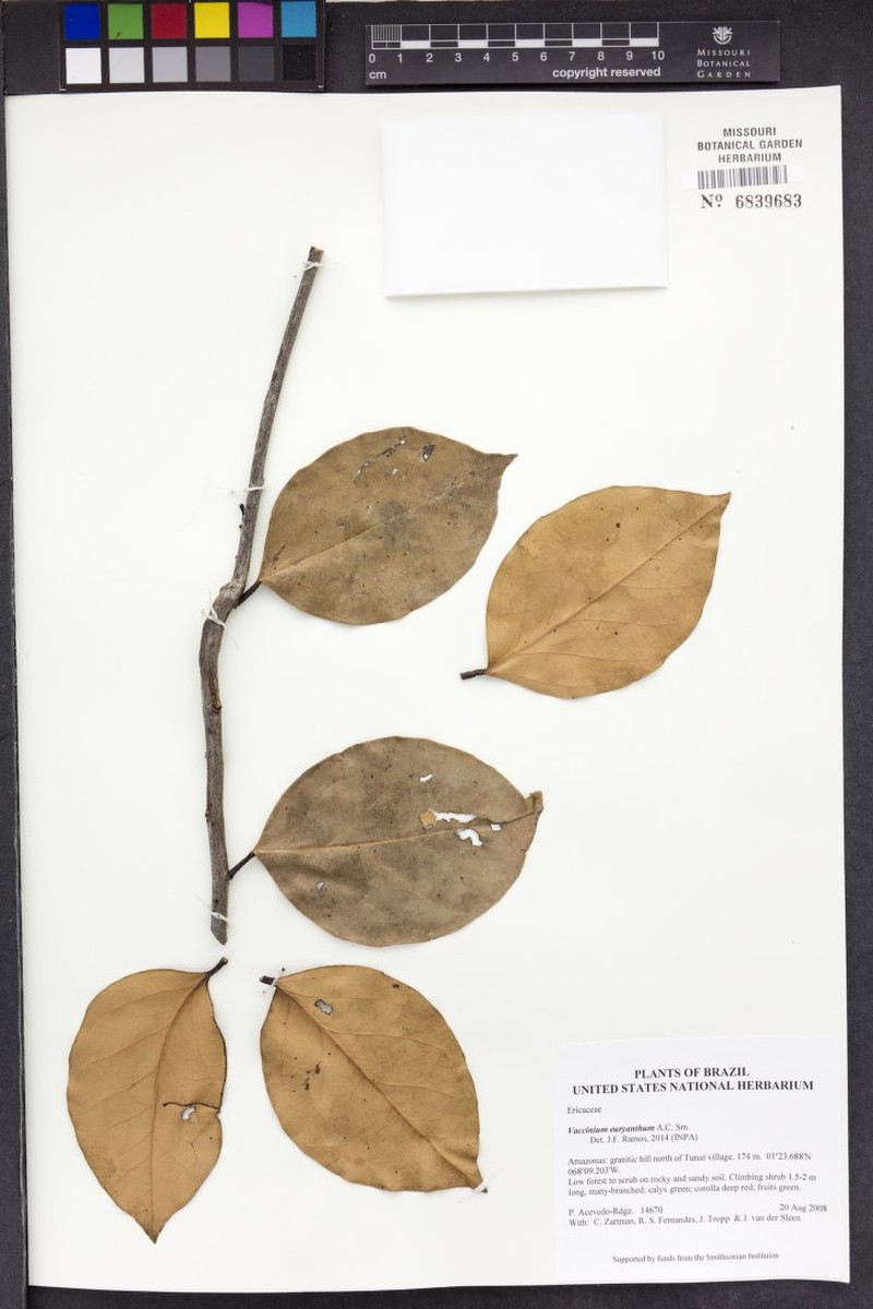 Vaccinium euryanthum photo 5