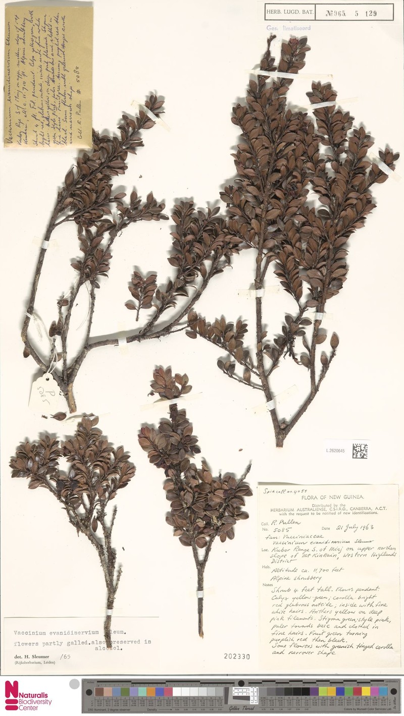 Vaccinium evanidinervium