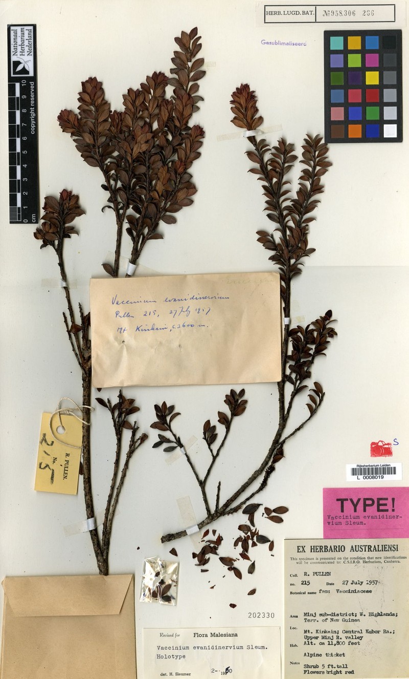 Vaccinium evanidinervium photo 2
