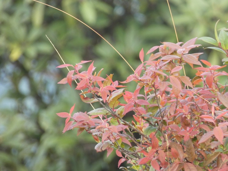 Vaccinium exaristatum photo 2