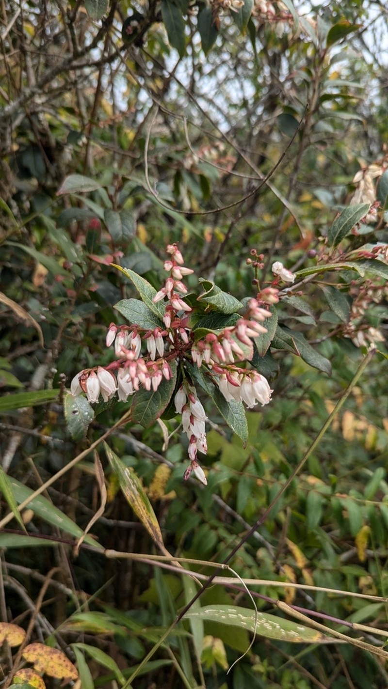 Vaccinium exaristatum photo 3