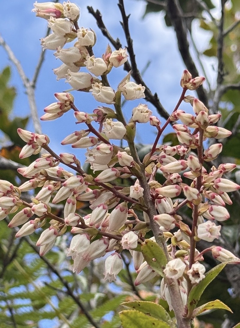 Vaccinium exaristatum photo 4