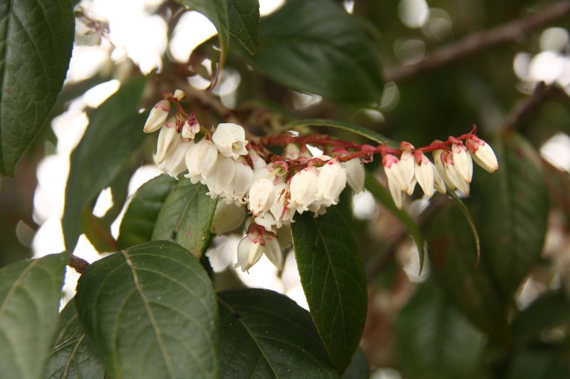 Vaccinium exaristatum photo 5