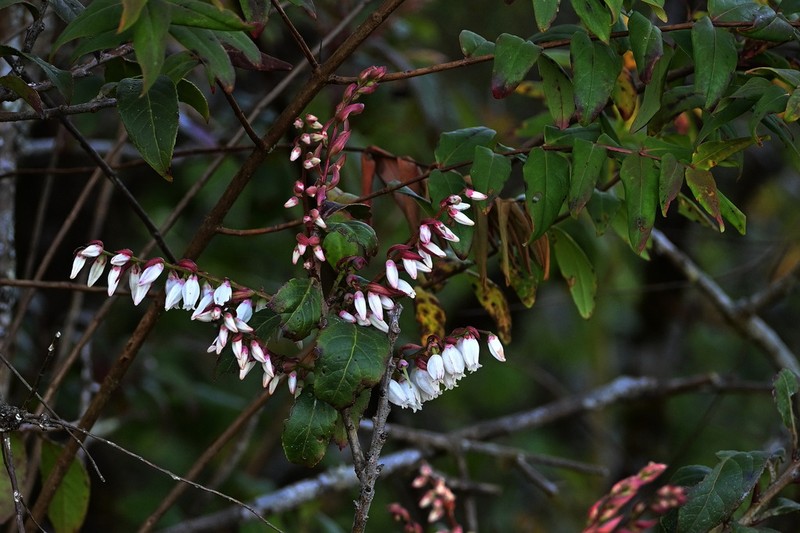 Vaccinium exaristatum photo 6