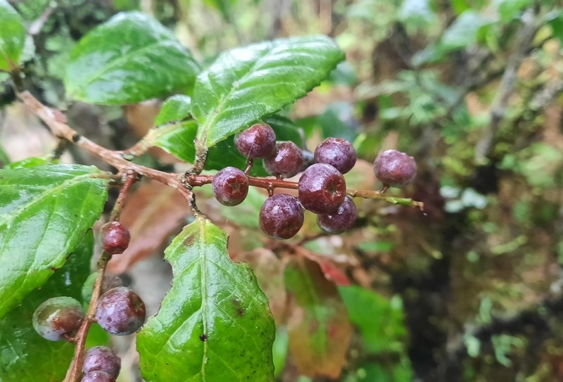 Vaccinium exaristatum photo 7