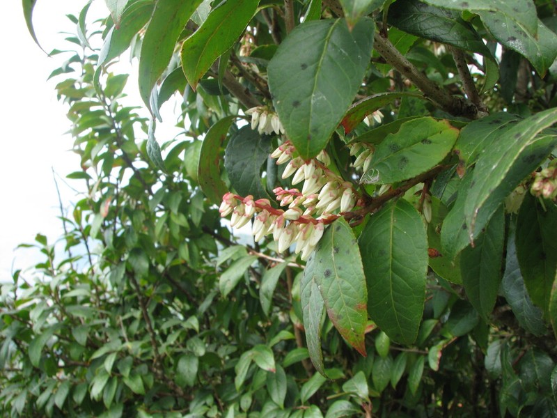 Vaccinium exaristatum photo 8