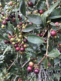 Vaccinium exul