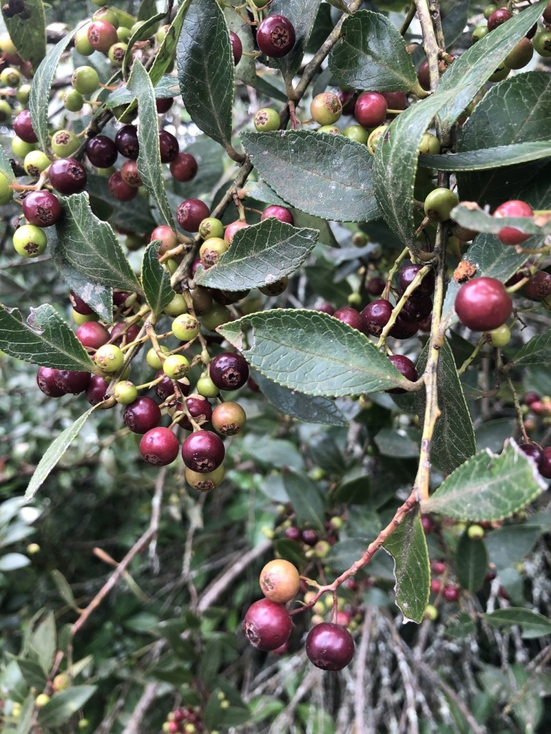 Vaccinium exul