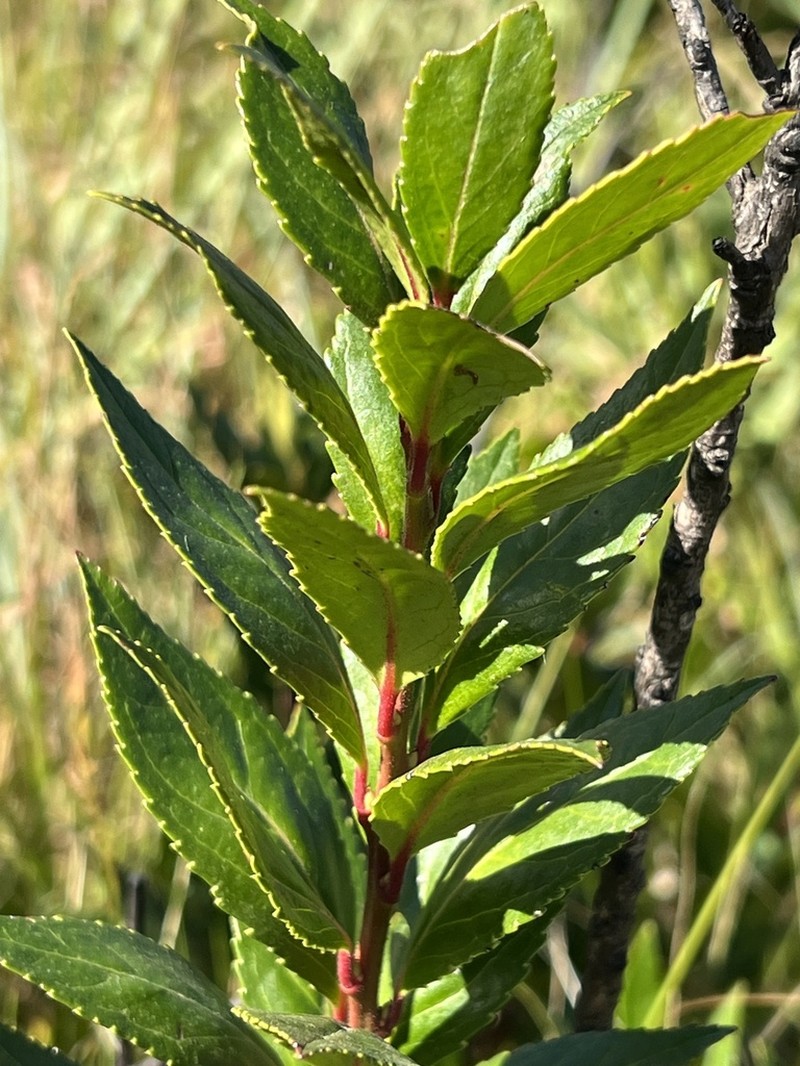Vaccinium exul photo 2