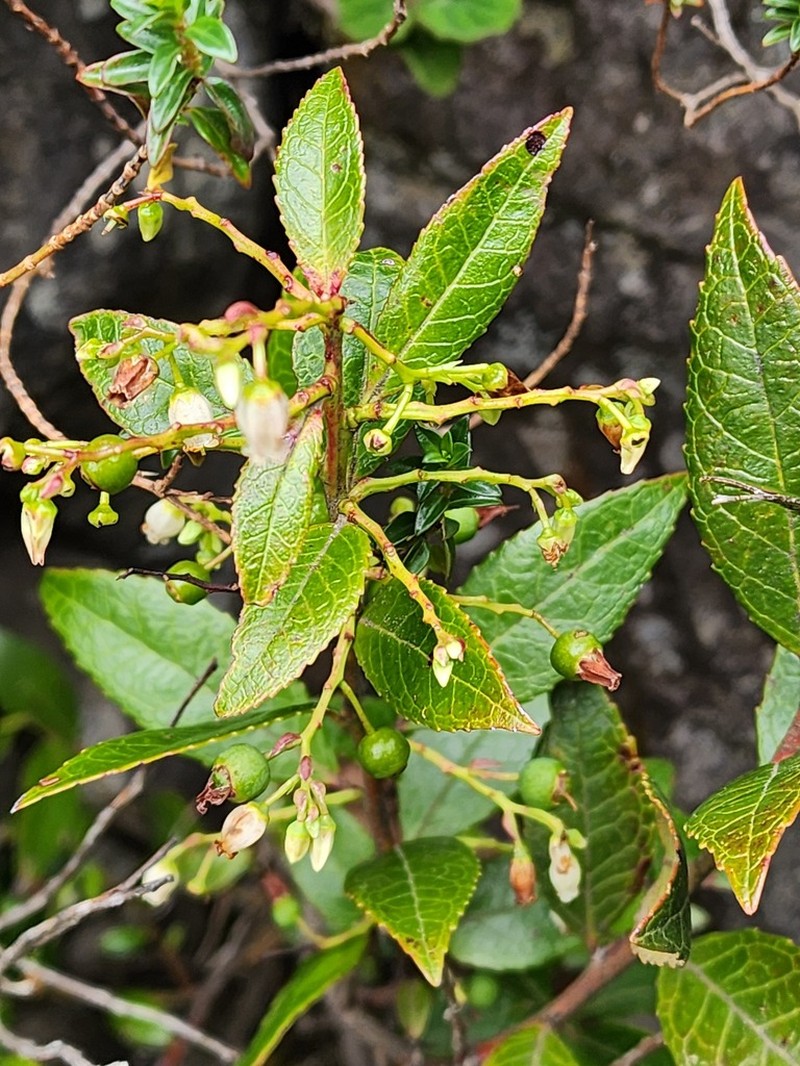 Vaccinium exul photo 3