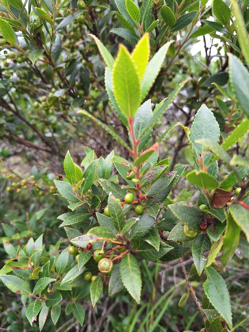 Vaccinium exul photo 4