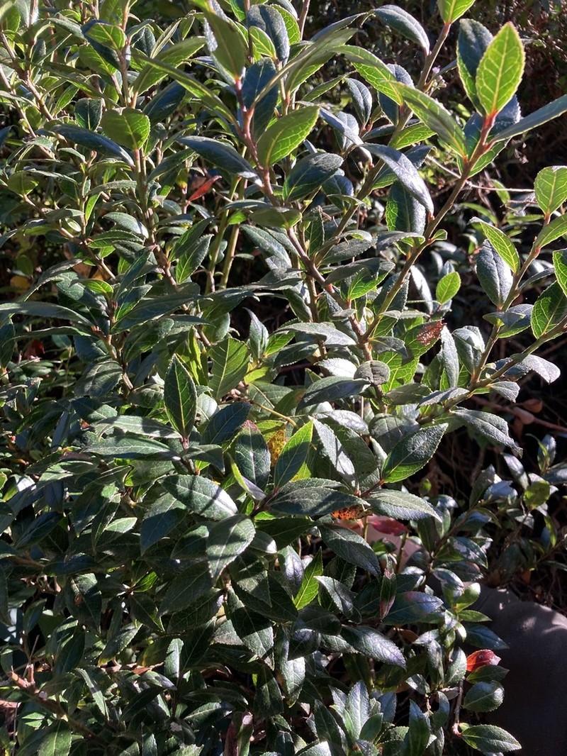 Vaccinium exul photo 5