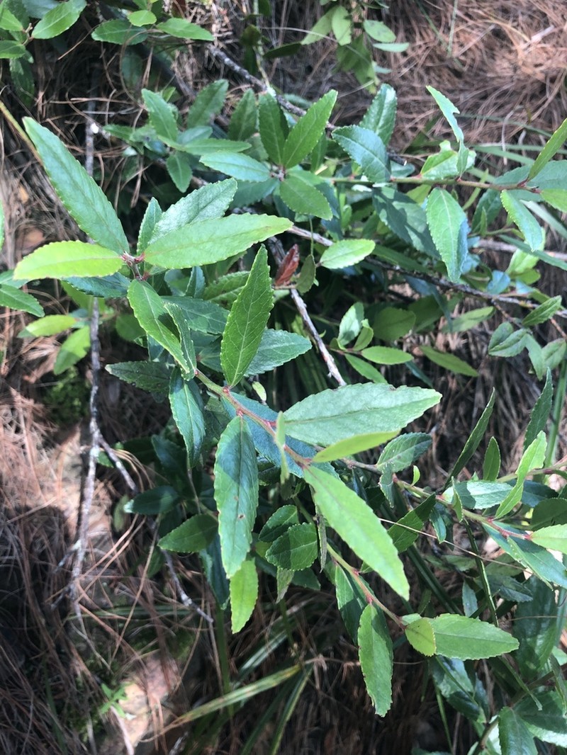 Vaccinium exul photo 6