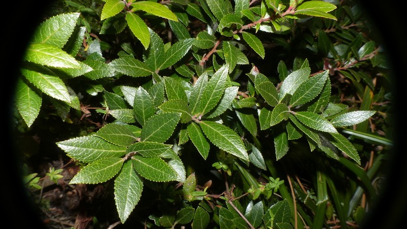 Vaccinium exul photo 7