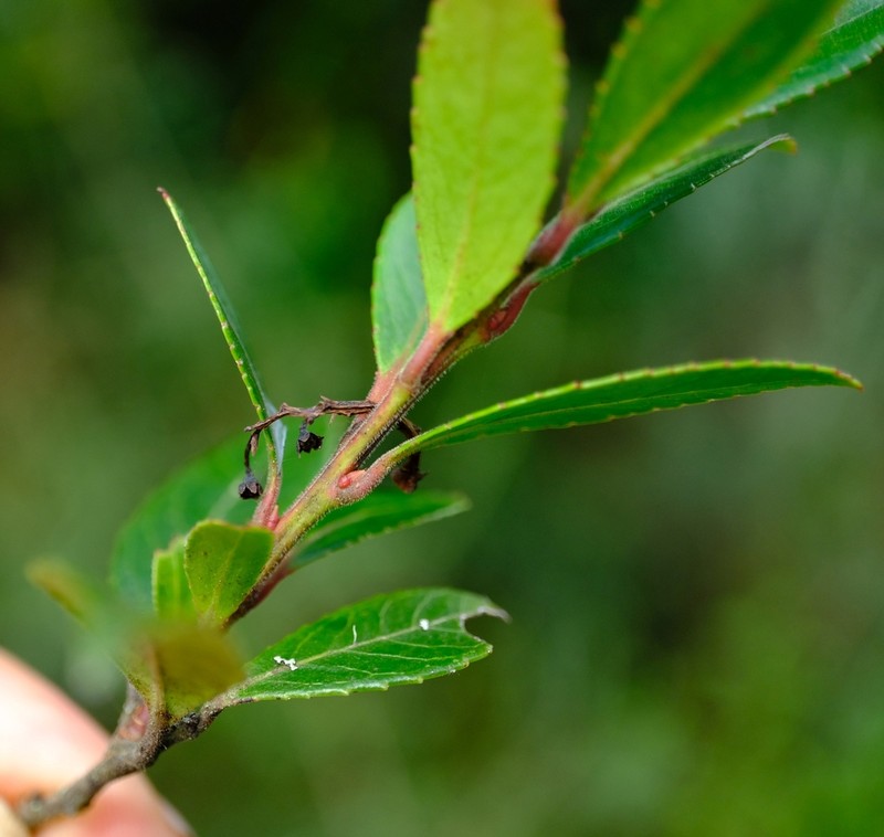 Vaccinium exul photo 8