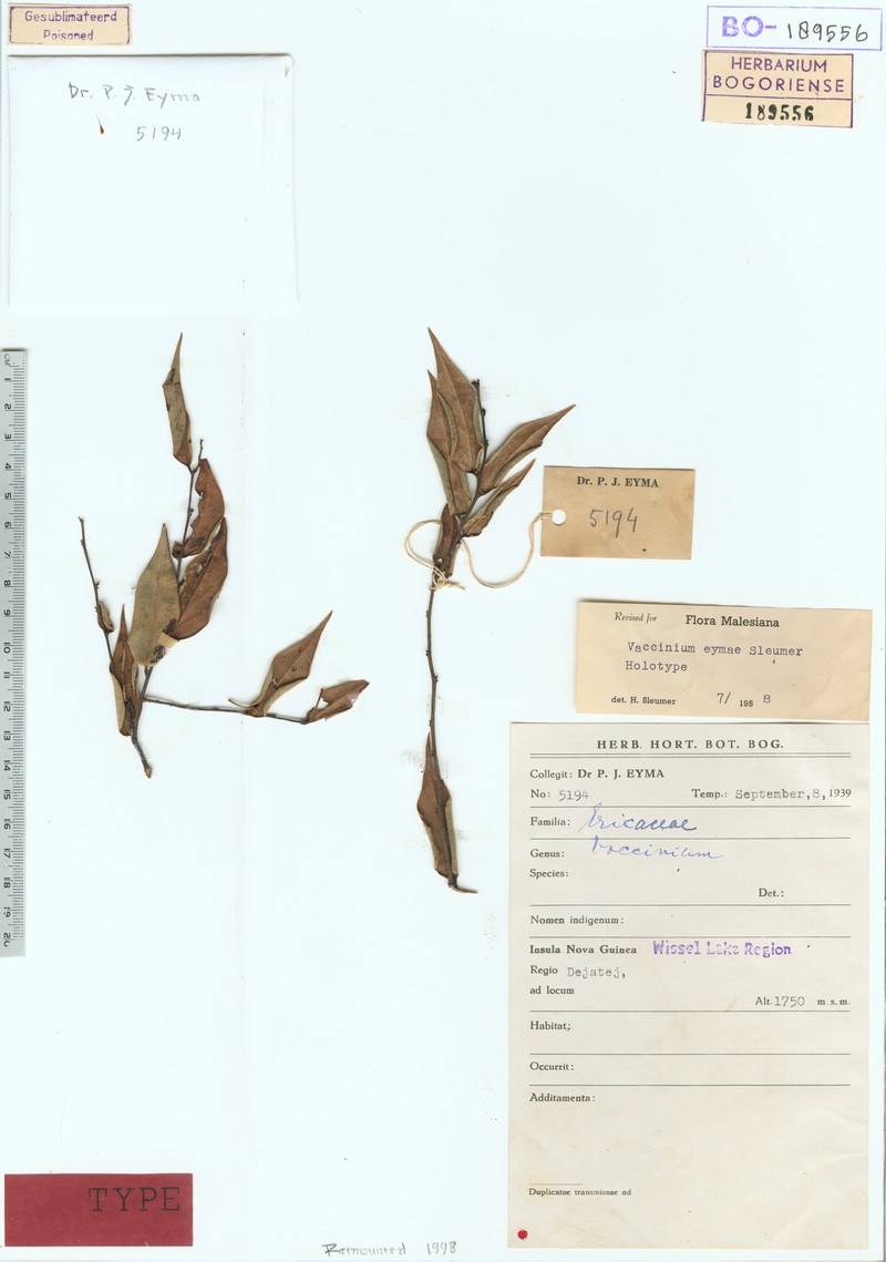 Vaccinium eymae photo 2