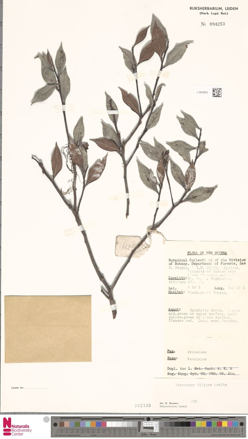 Vaccinium filipes