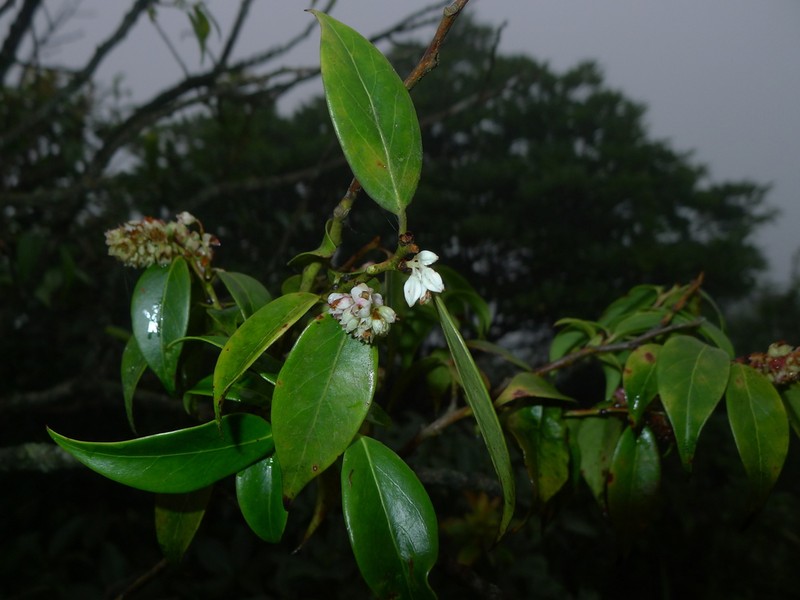 Vaccinium fimbricalyx