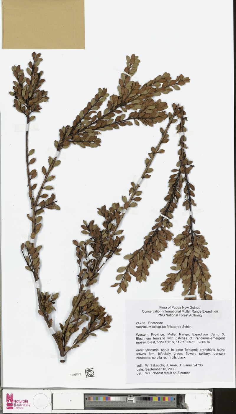 Vaccinium finisterrae