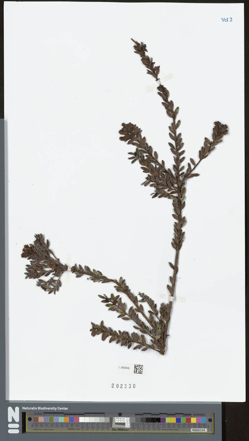 Vaccinium finisterrae photo 2