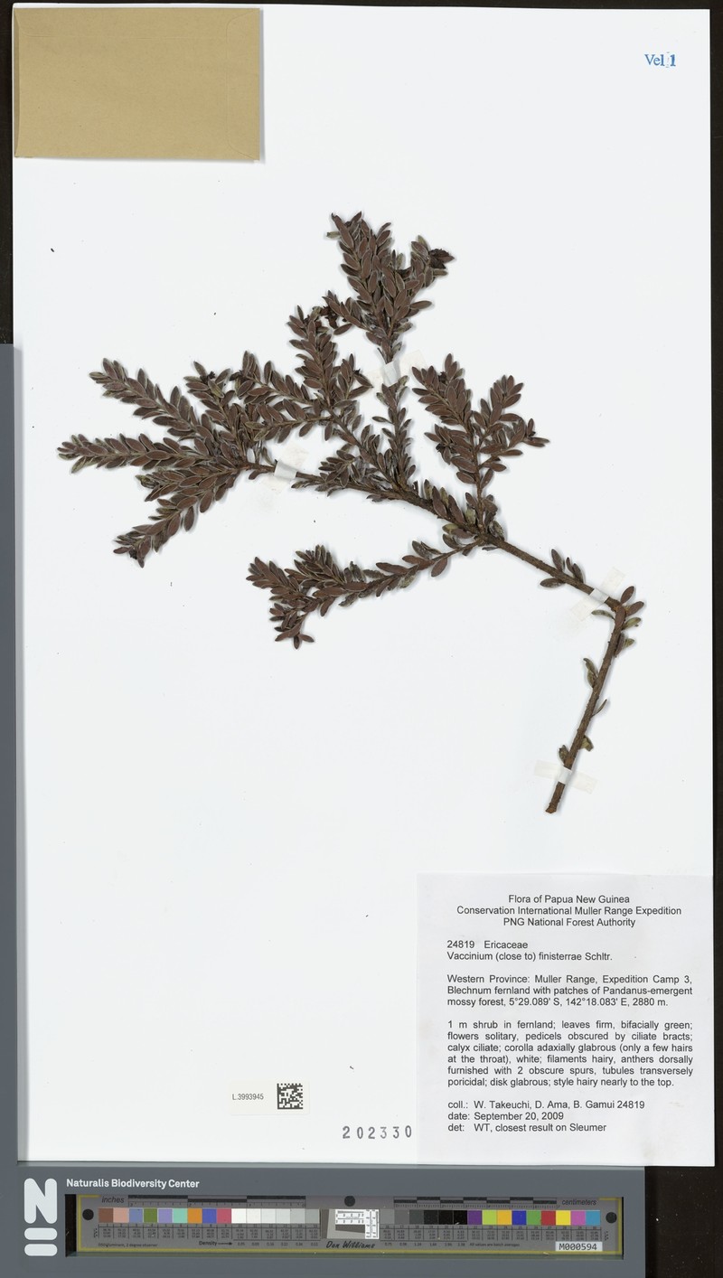 Vaccinium finisterrae photo 3