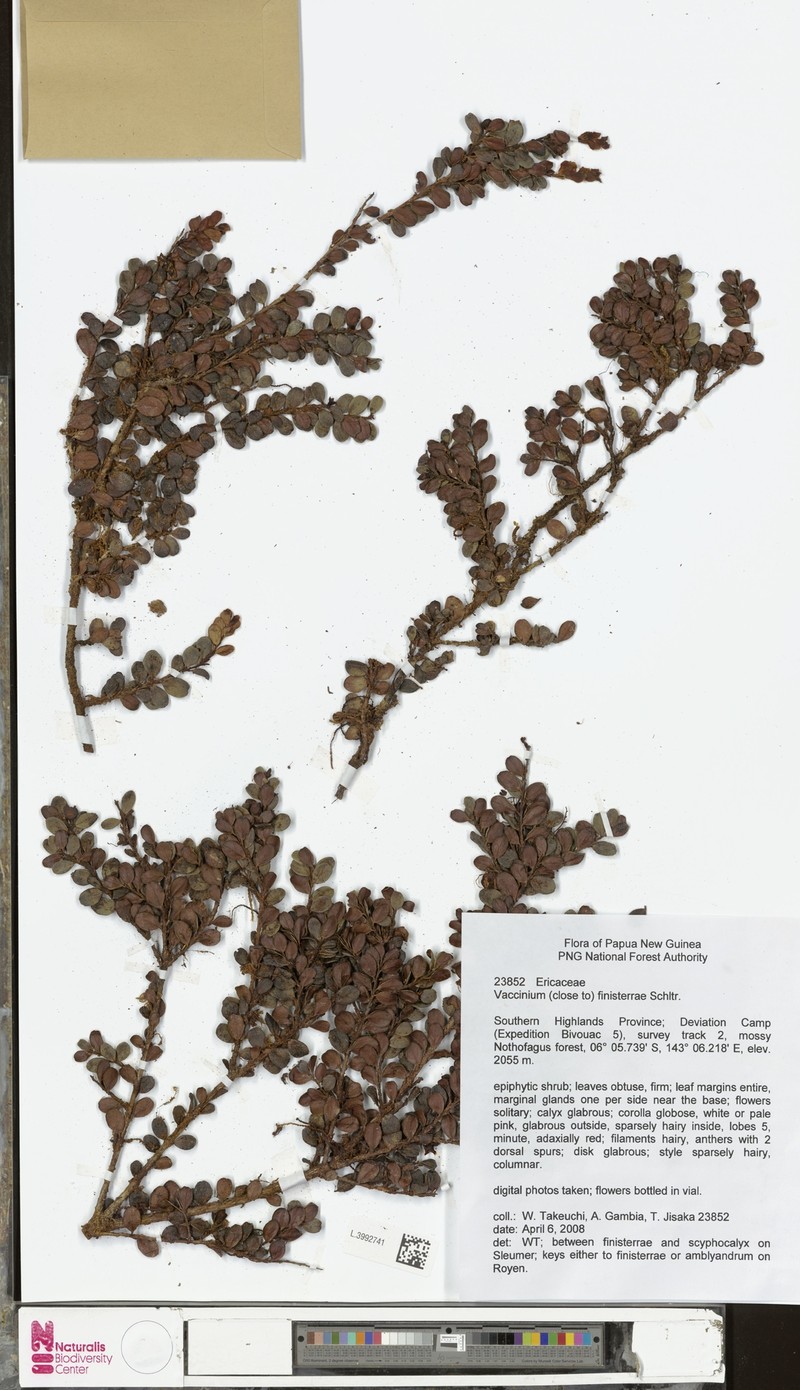 Vaccinium finisterrae photo 4