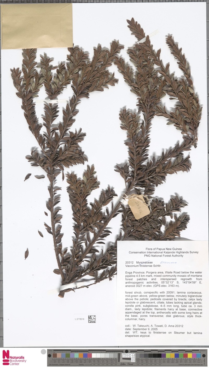 Vaccinium finisterrae photo 5