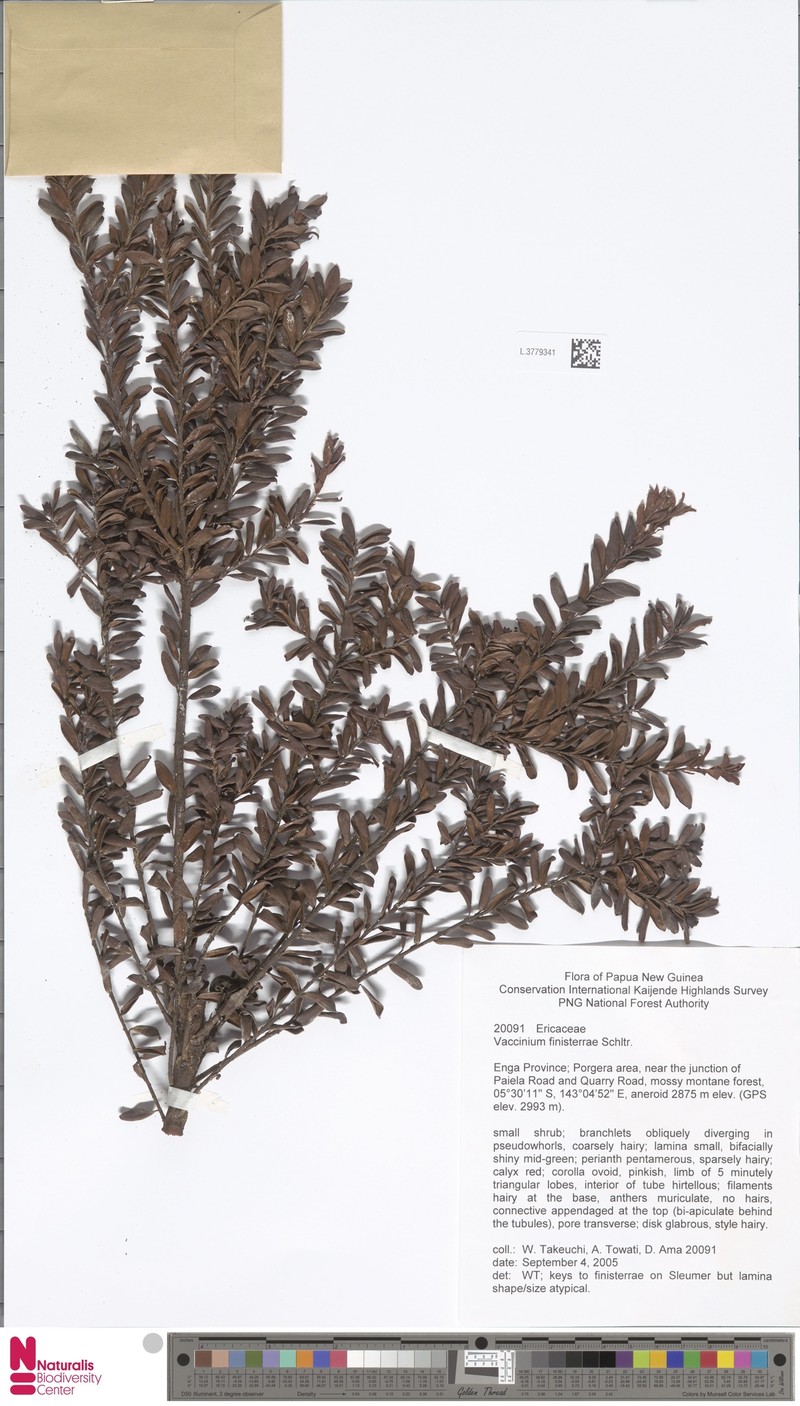 Vaccinium finisterrae photo 6