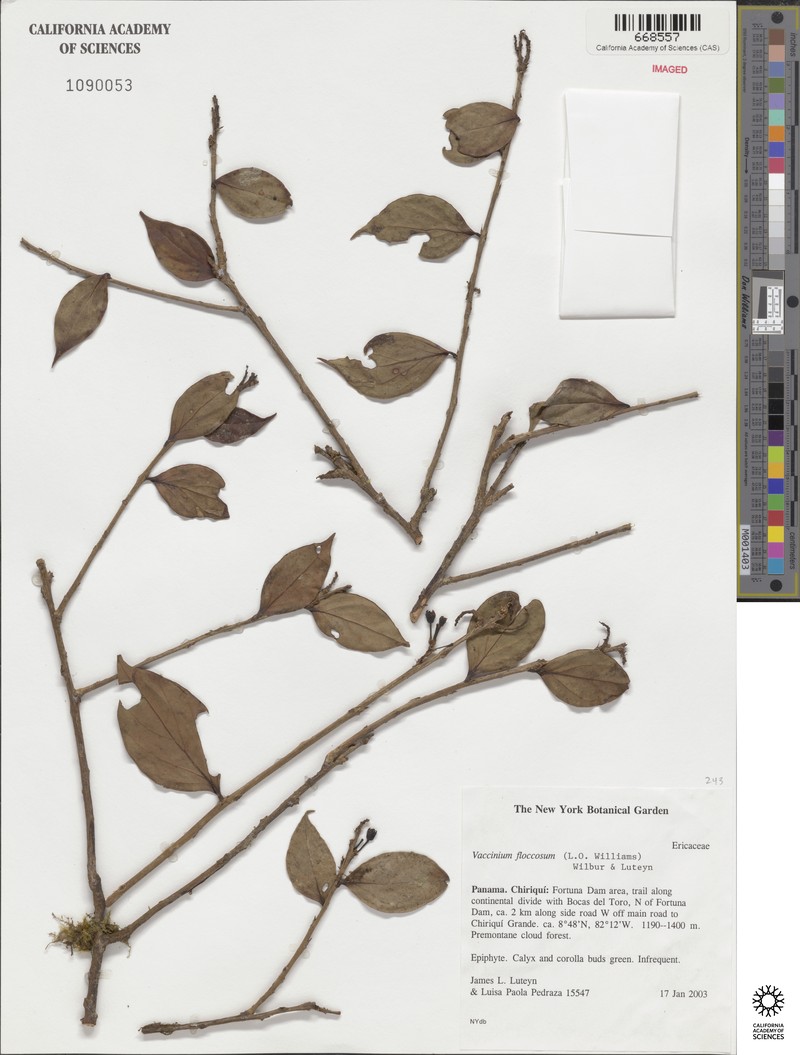 Vaccinium floccosum
